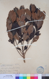 Specimen thumbnail